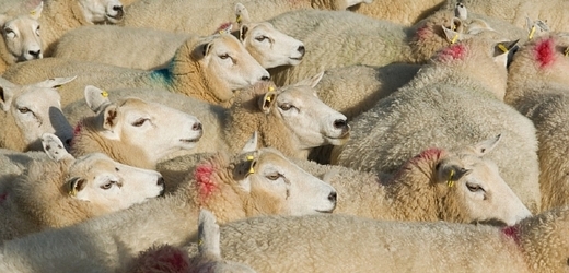 Stádo ovcí zablokovalo dopravu.